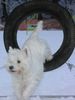 West Highland White Terrier Hund