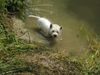 West Highland White Terrier Hund