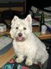 West Highland White Terrier Hund