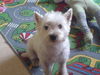 West Highland White Terrier Hund