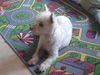 West Highland White Terrier Hund