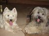 West Highland White Terrier Hund