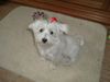 West Highland White Terrier Hund