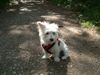 West Highland White Terrier Hund