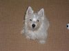 West Highland White Terrier Hund