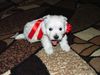 West Highland White Terrier Hund