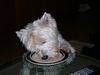 West Highland White Terrier Hund