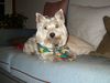 West Highland White Terrier Hund