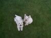 West Highland White Terrier Hund