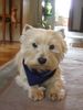 West Highland White Terrier Hund