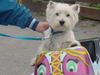 West Highland White Terrier Hund