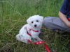 West Highland White Terrier Hund