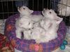 West Highland White Terrier Hund