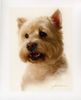 West Highland White Terrier Hund