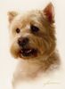 West Highland White Terrier Hund