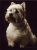 West Highland White Terrier Hund