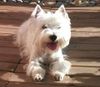 West Highland White Terrier Hund