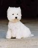 West Highland White Terrier Hund