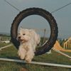 West Highland White Terrier Hund