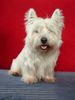 West Highland White Terrier Hund