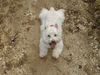 West Highland White Terrier Hund