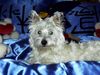 West Highland White Terrier Hund