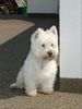 West Highland White Terrier Hund