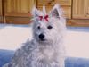 West Highland White Terrier Hund