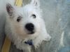 West Highland White Terrier Hund