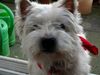 West Highland White Terrier Hund