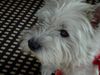 West Highland White Terrier Hund