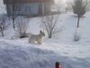 West Highland White Terrier Hund