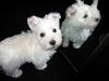 West Highland White Terrier Hund