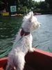 West Highland White Terrier Hund