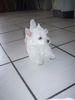 West Highland White Terrier Hund