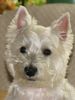 West Highland White Terrier Hund