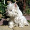 West Highland White Terrier Hund