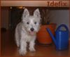 West Highland White Terrier Hund