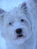 West Highland White Terrier Hund