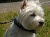 West Highland White Terrier Hund