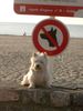 West Highland White Terrier Hund