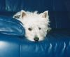 West Highland White Terrier Hund