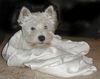 West Highland White Terrier Hund