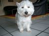 West Highland White Terrier Hund