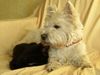 West Highland White Terrier Hund