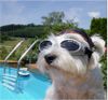 West Highland White Terrier Hund