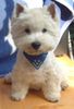 West Highland White Terrier Hund