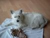 West Highland White Terrier Hund