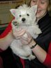 West Highland White Terrier Hund