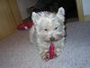 West Highland White Terrier Hund